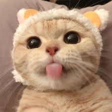 Phan Văn Trị avatar